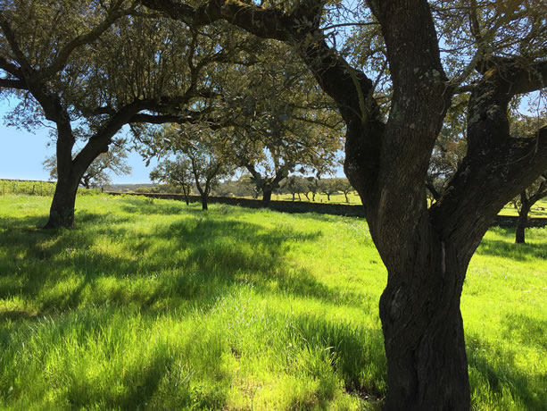 ServiciosForestales-img-2